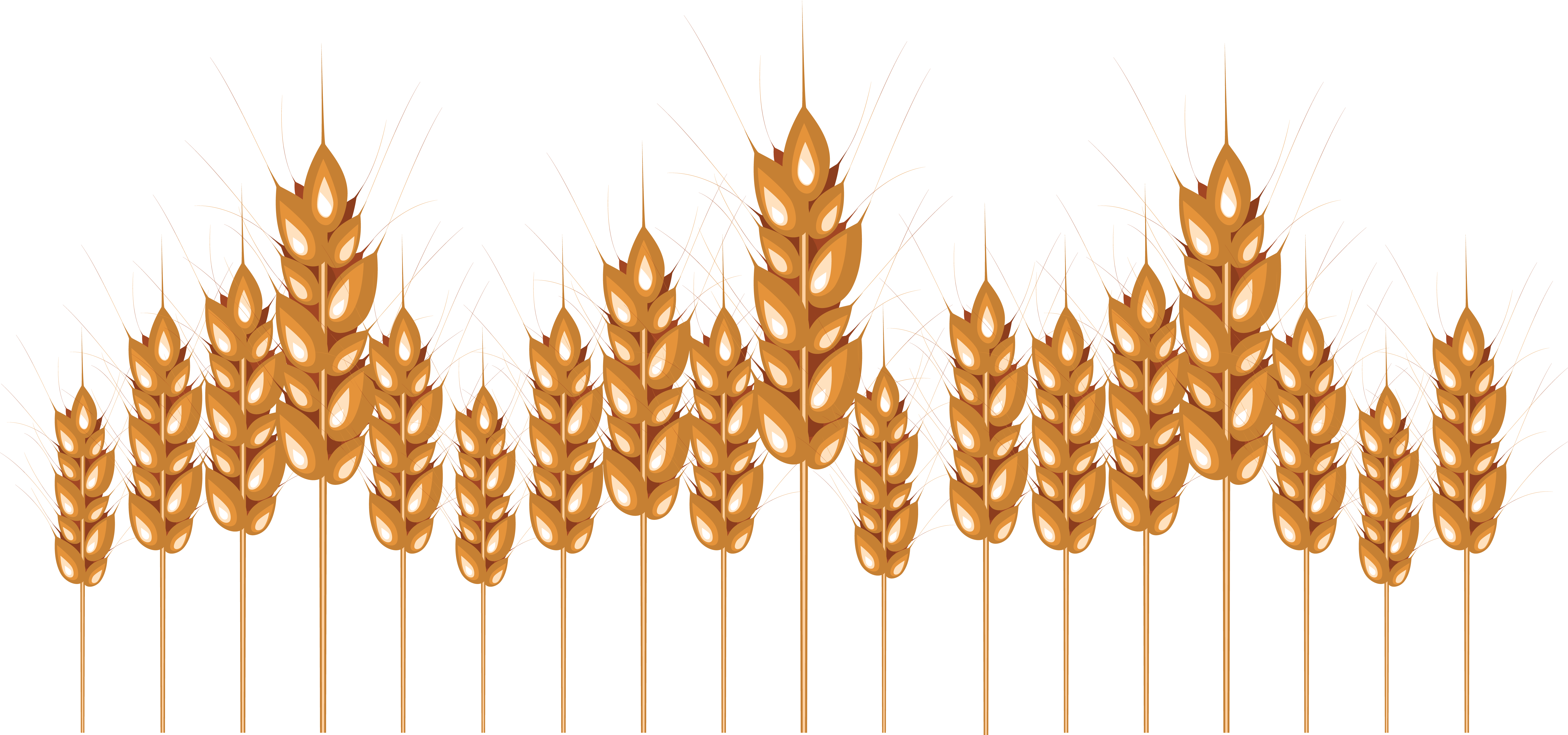 Wheat PNG Image