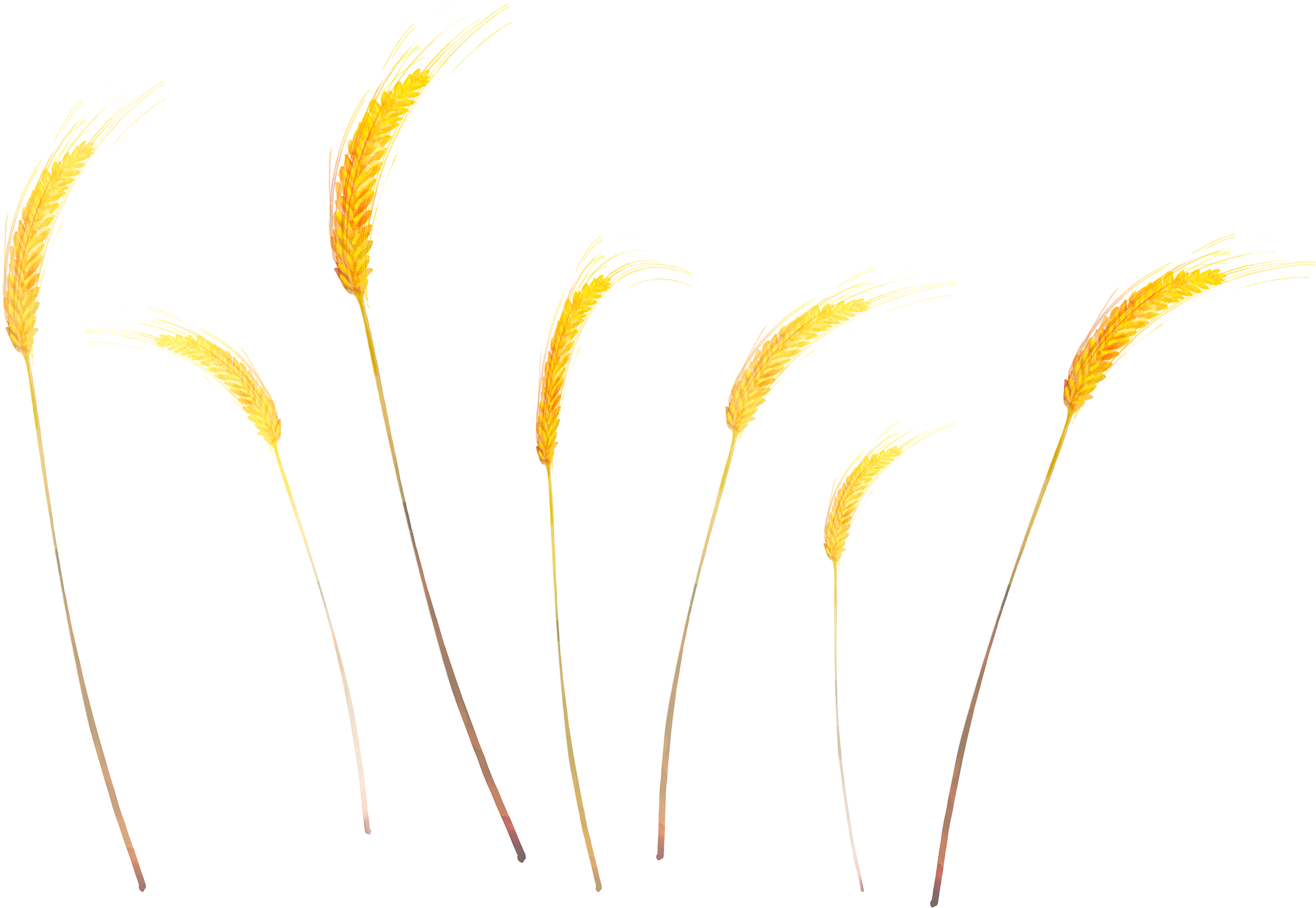 Wheat PNG Image
