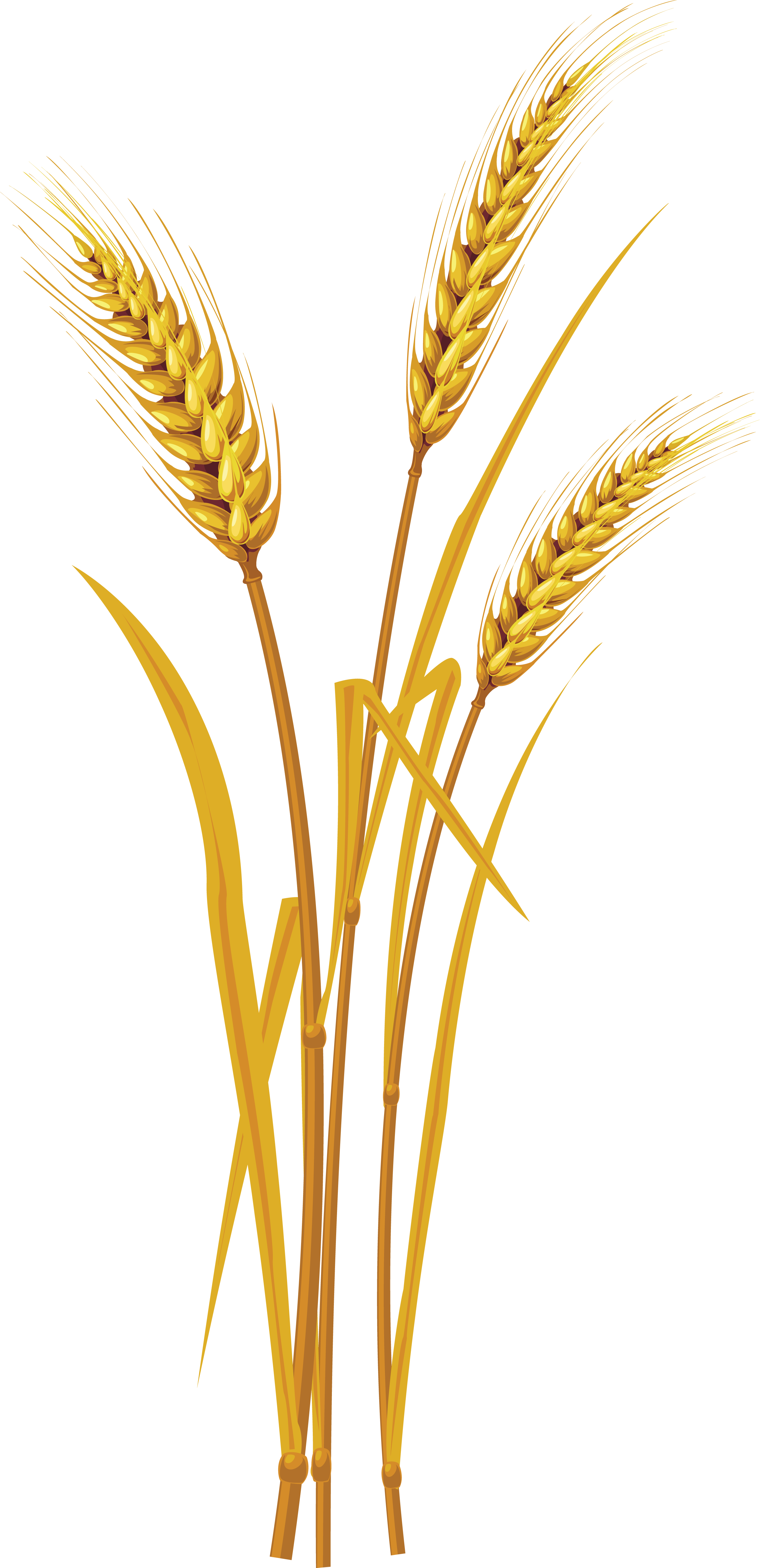 Wheat PNG Image
