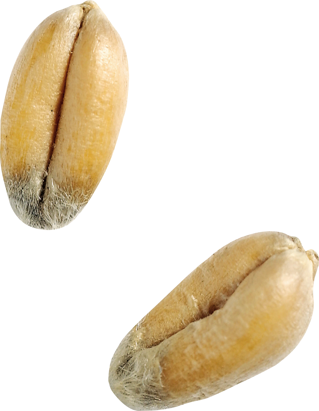 Wheat PNG Image
