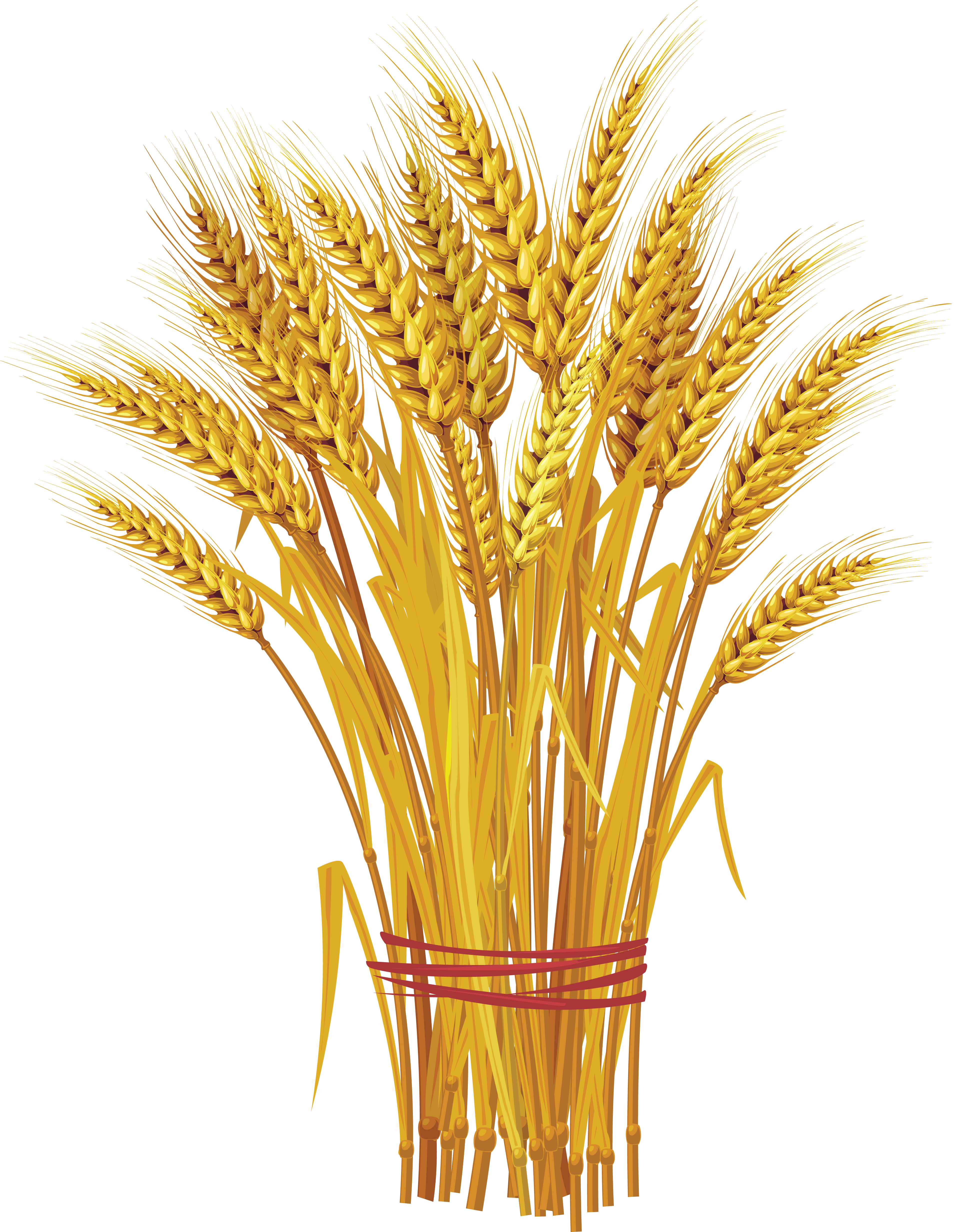 Wheat PNG Image