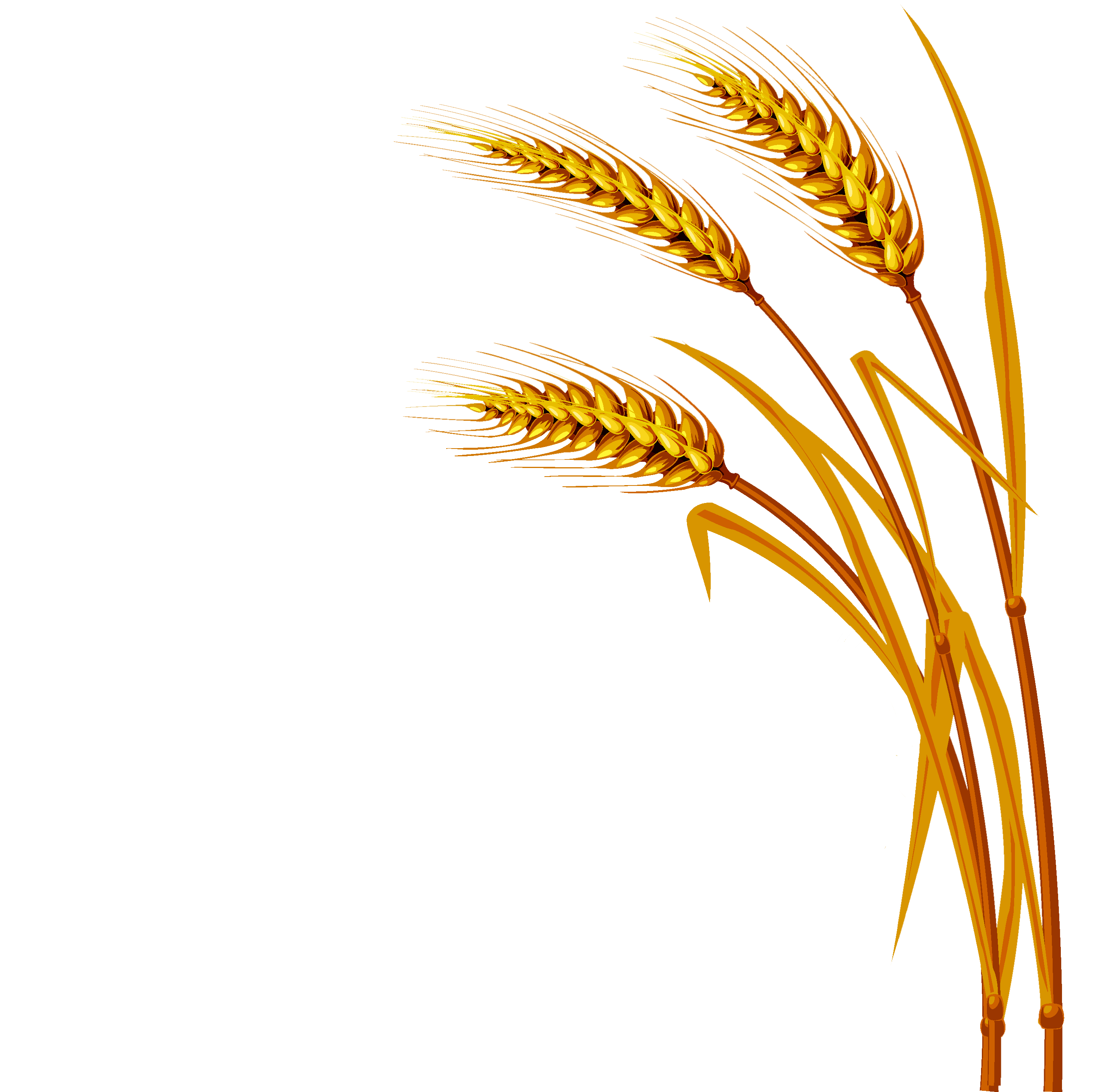 Wheat PNG Image