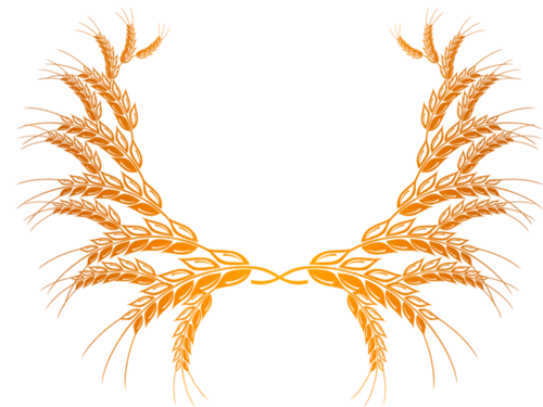 Wheat PNG Image