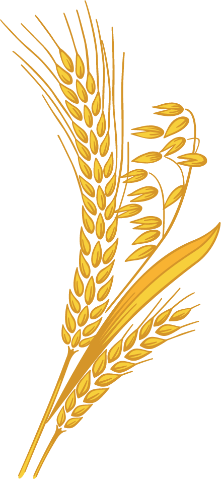 Wheat PNG Image