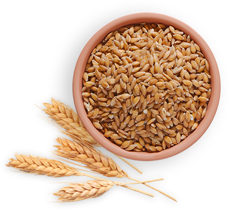Wheat PNG Image