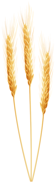 Wheat PNG Image