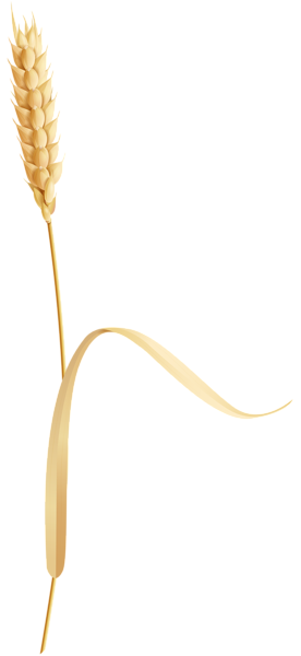 Wheat PNG Image