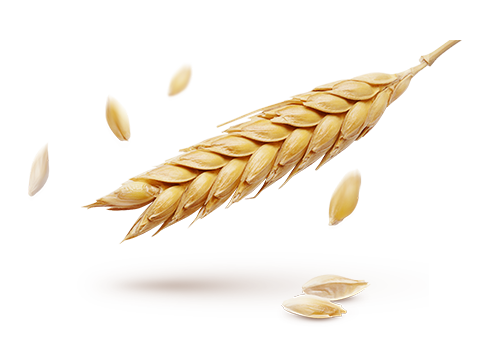 Wheat PNG Image