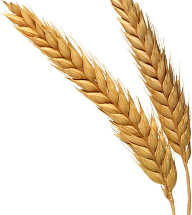 Wheat PNG Image