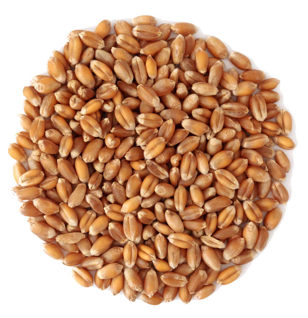 Wheat PNG Image