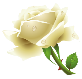White Rose Png Image PNG Image