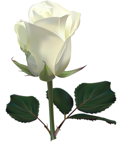 Single White Rose PNG Image