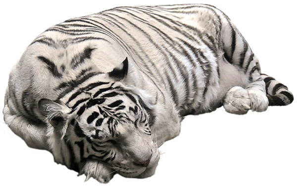White Tiger Png Image PNG Image