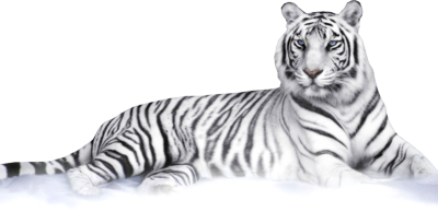 White Tiger Download Png PNG Image