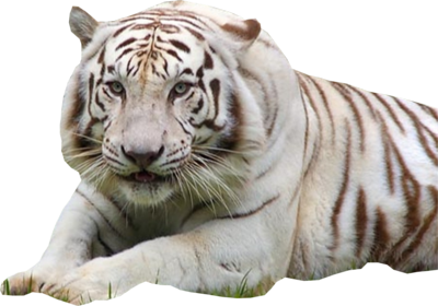 White Tiger Png Hd PNG Image