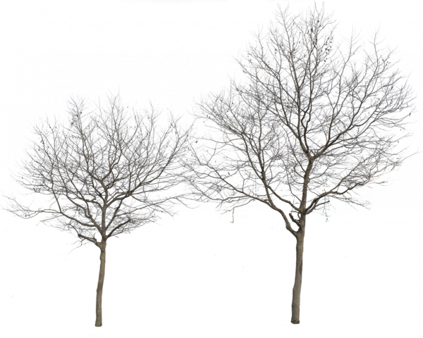 Tree Winter Download HD PNG Image