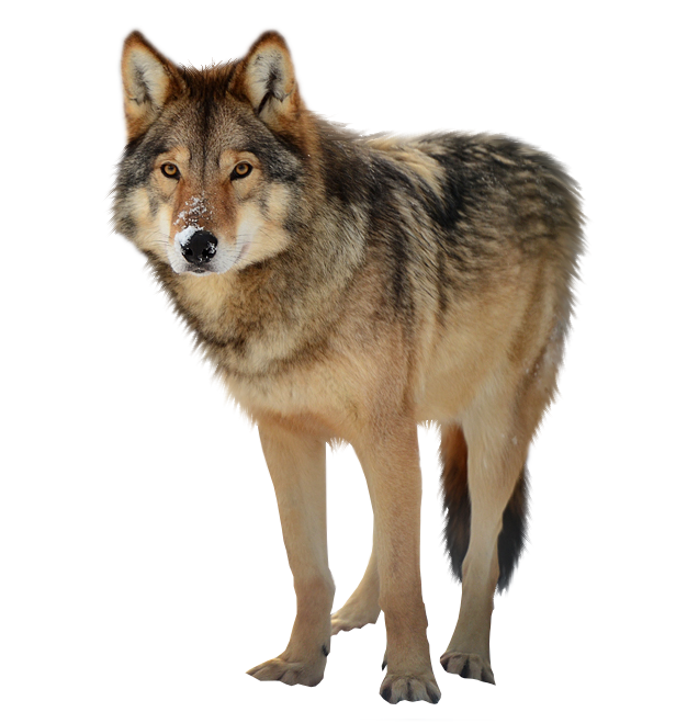 Wolf Png Clipart PNG Image