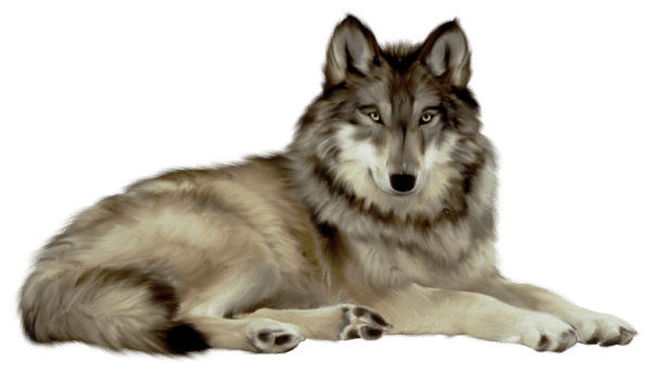 White Wolf Png Image Picture Download PNG Image