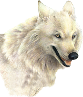 Wolf Picture PNG Image