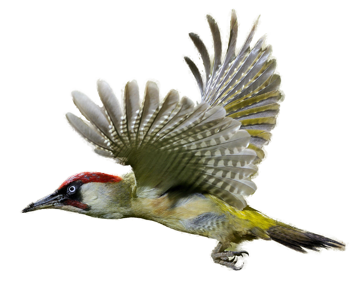Woodpecker Png Image PNG Image