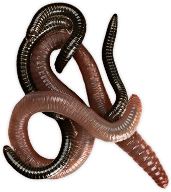 Worms Png Pic PNG Image