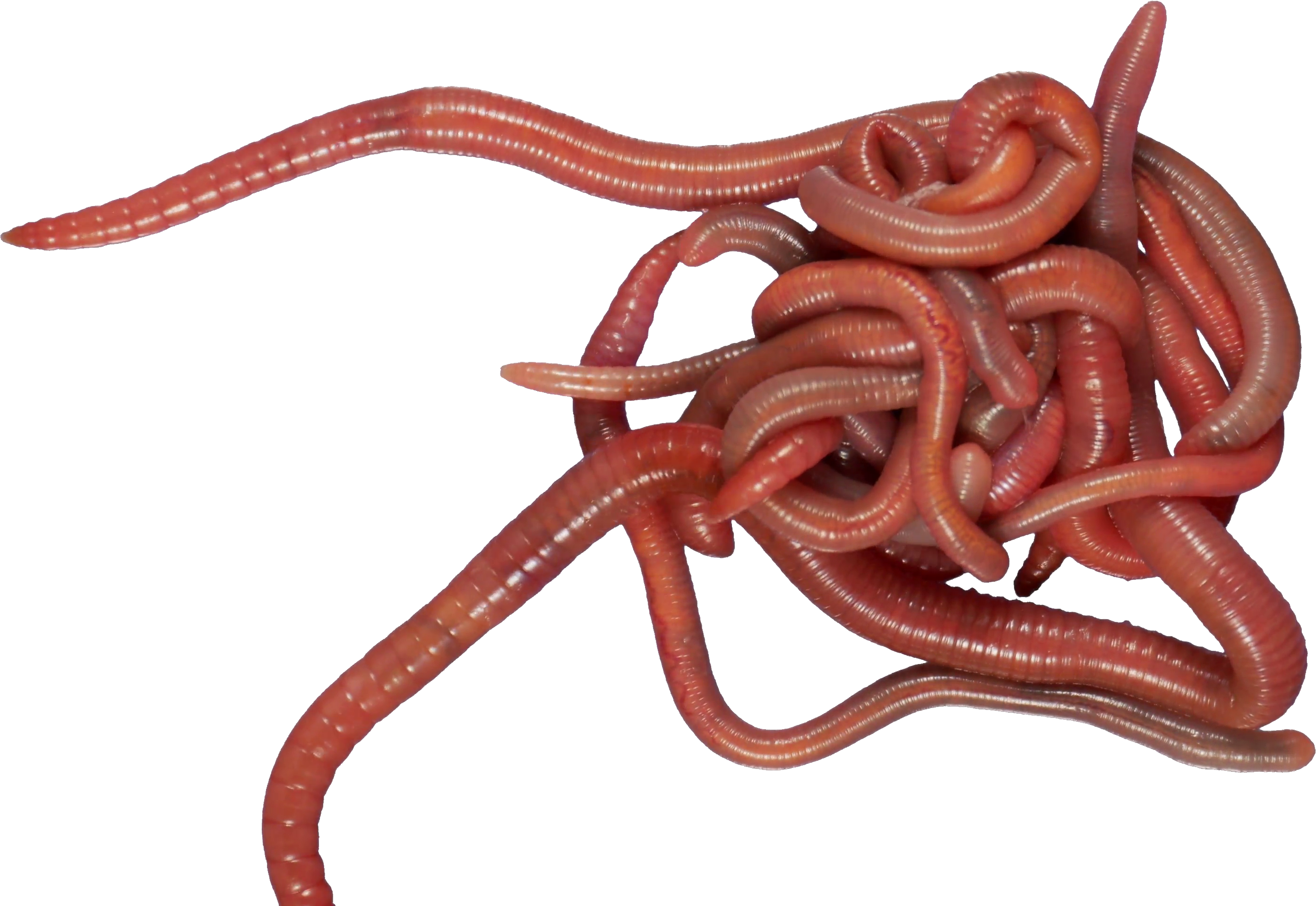 Ringed Earthworm Worm Crawling PNG Free Photo PNG Image