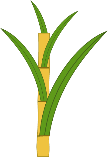 Sugar Cane PNG Image