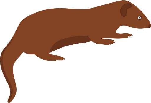 Mongoose PNG Image