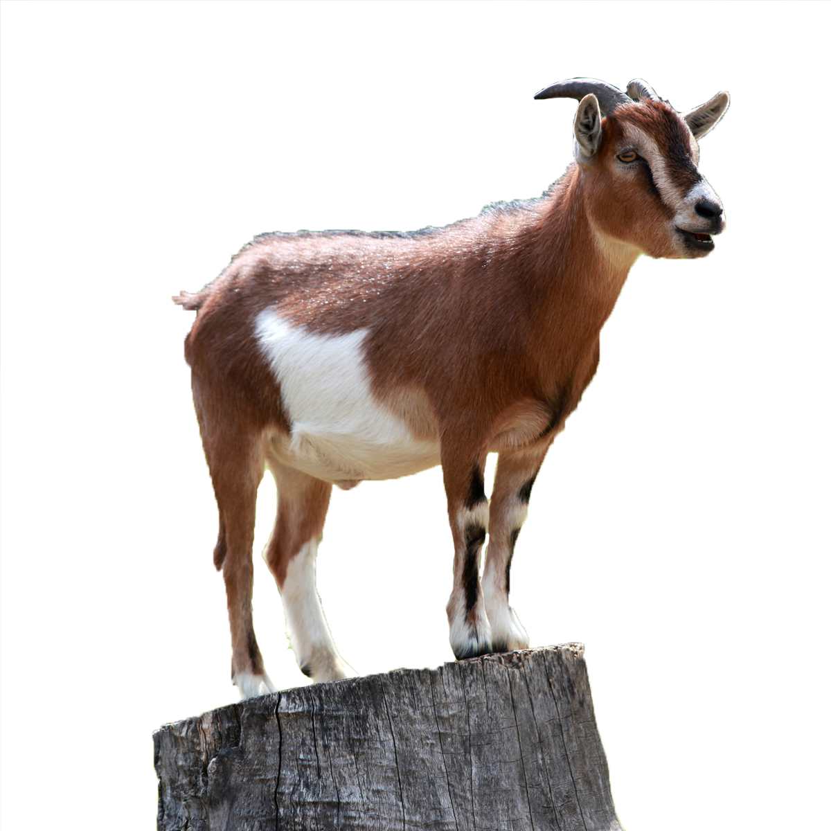 female goat clipart