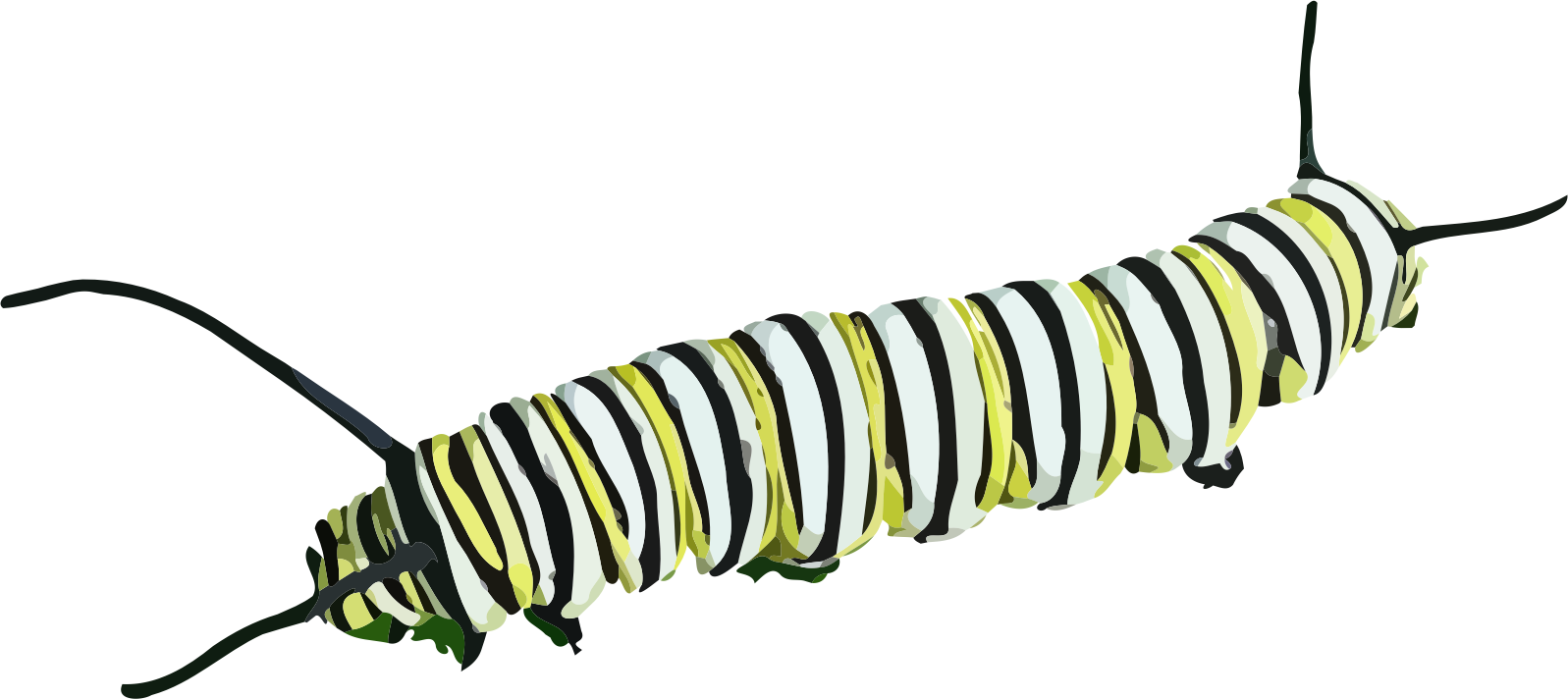 caterpillar clipart free