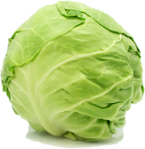 cabbage png