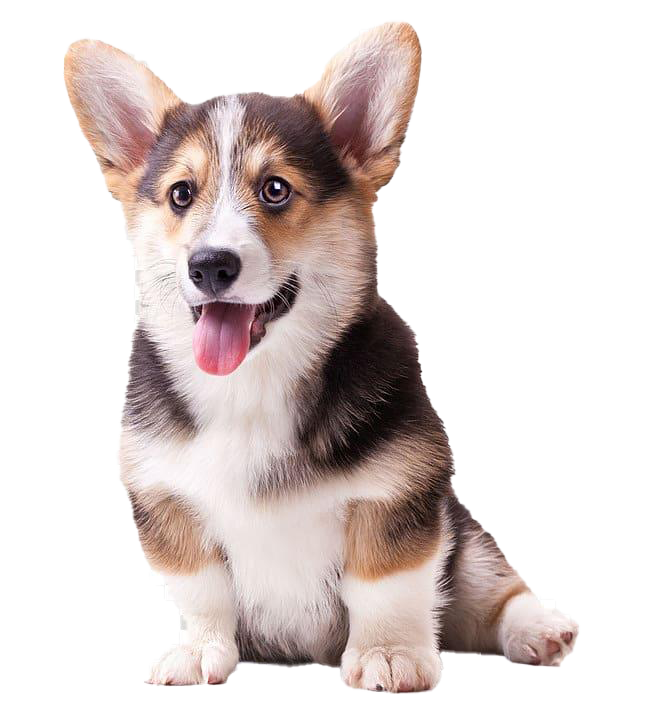 cute dog png