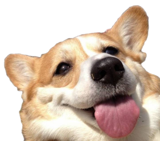 doge transparent background png