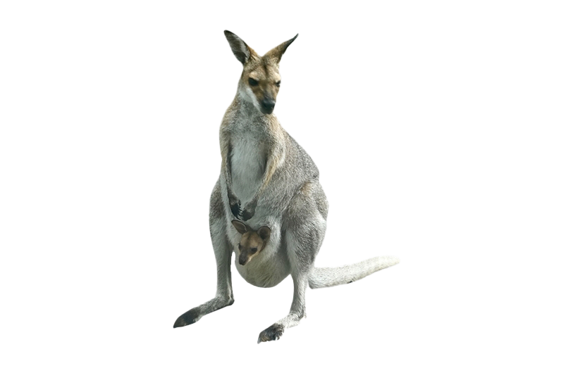 kangaroo joey in color