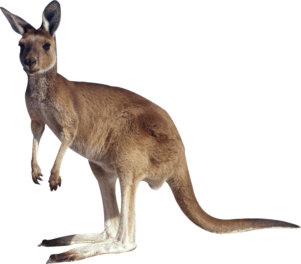 free kangaroo clip art