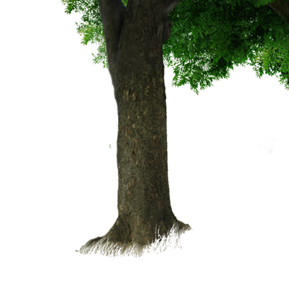 Download Tree with Large Trunk and Spreading Branches on Black Background  PNG Online - Creative Fabrica