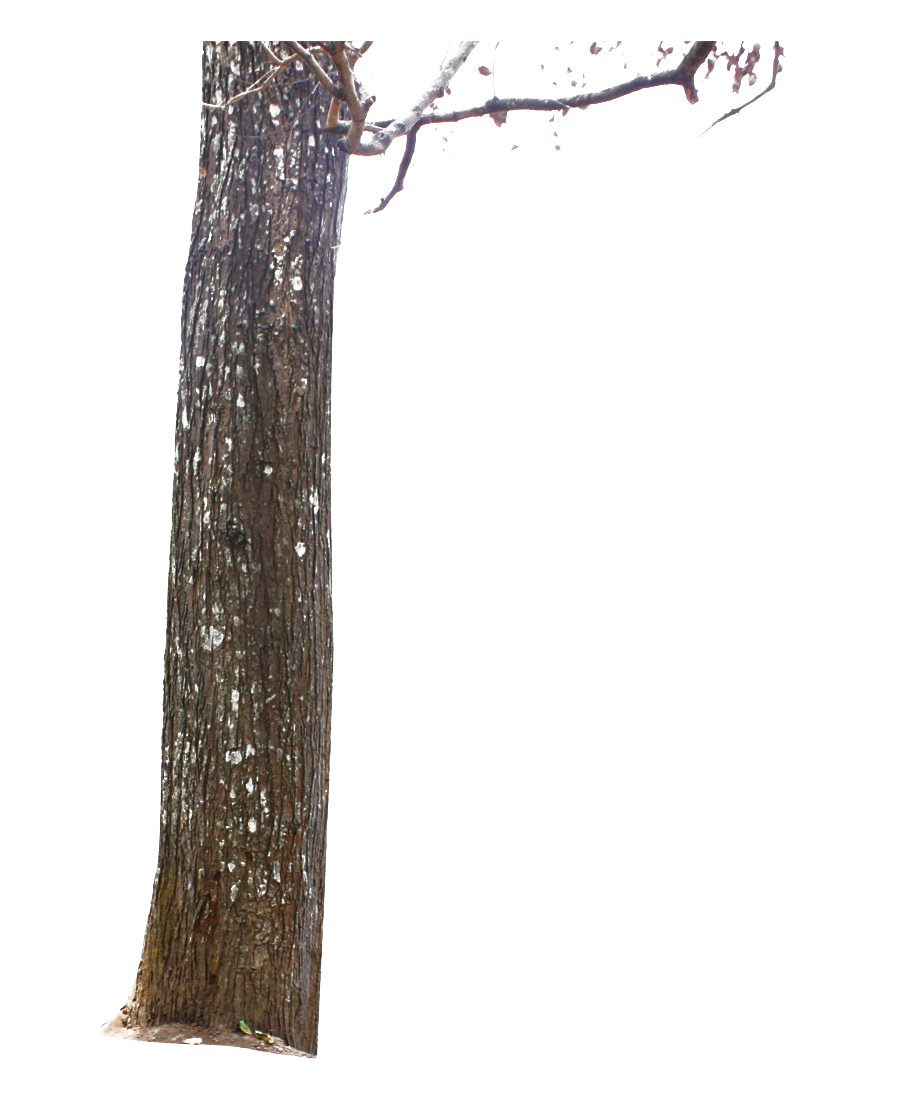 tree trunk png