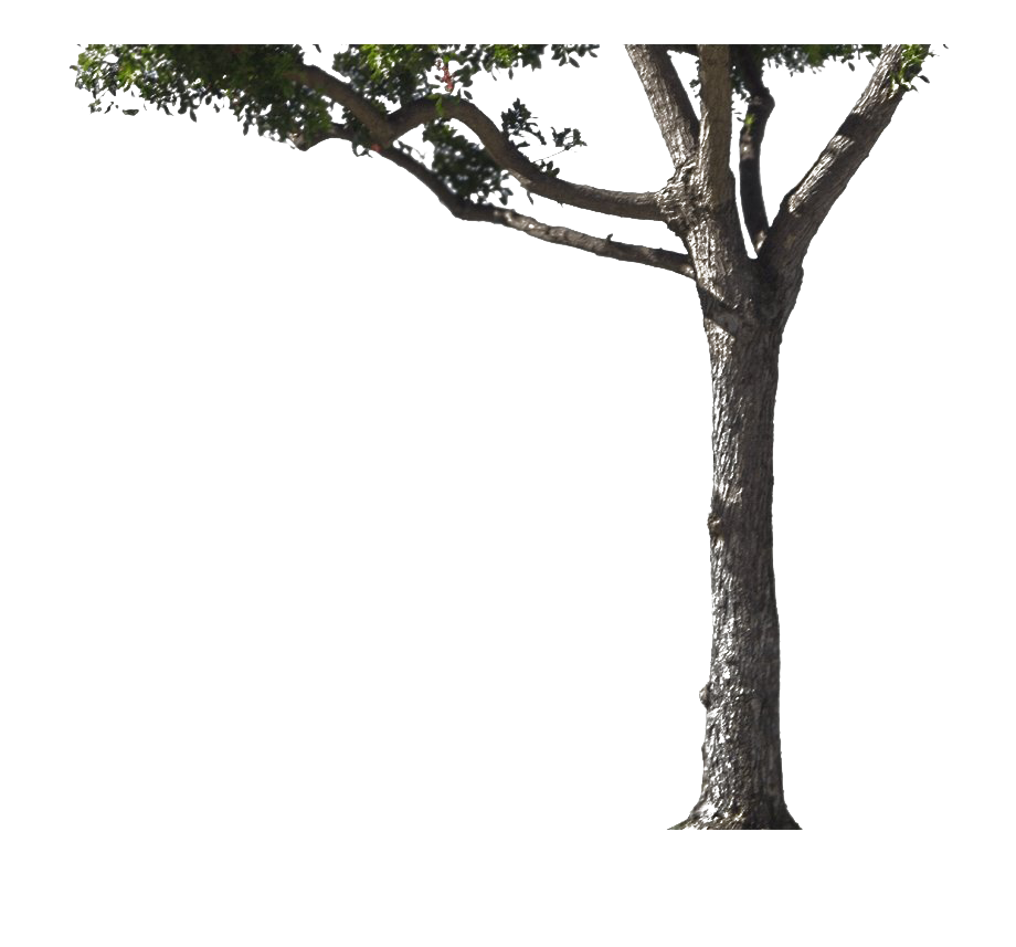 tree trunk png