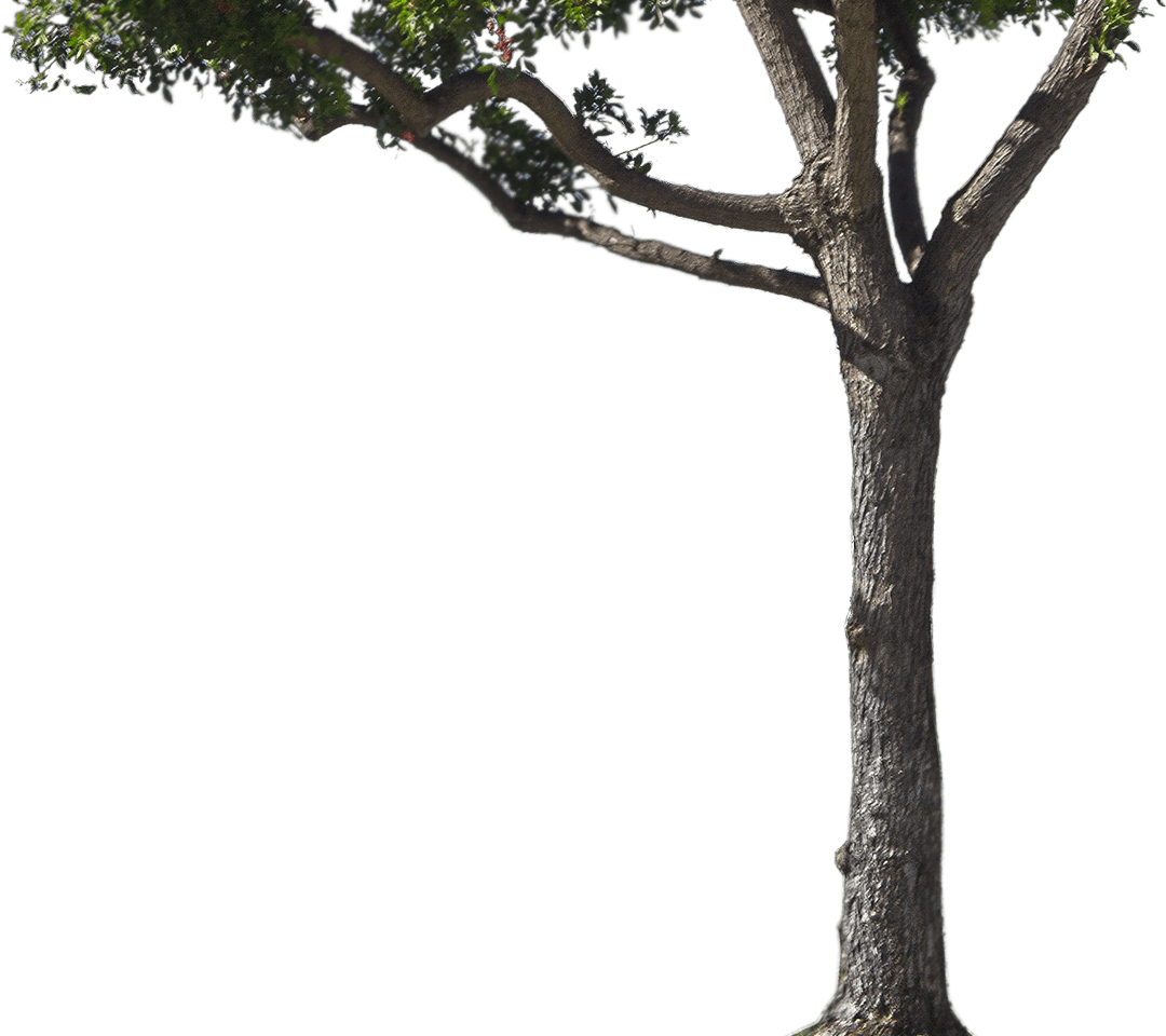 tree trunk png