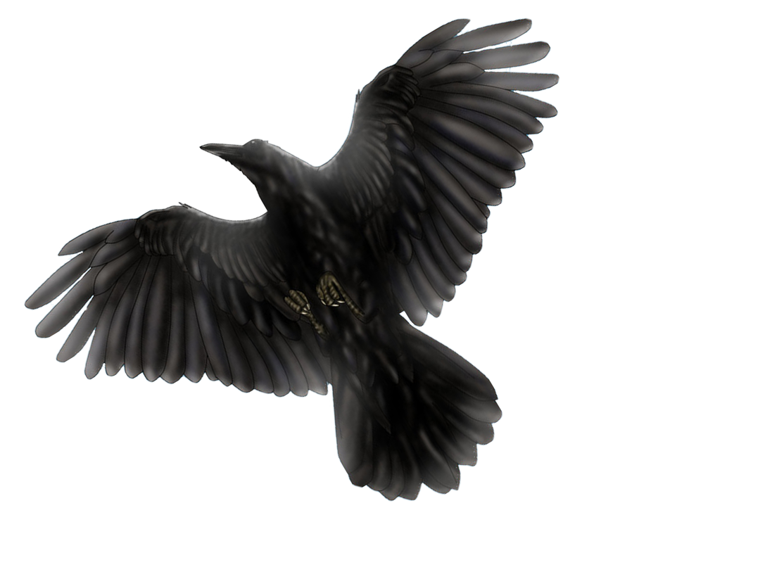 raven flying away