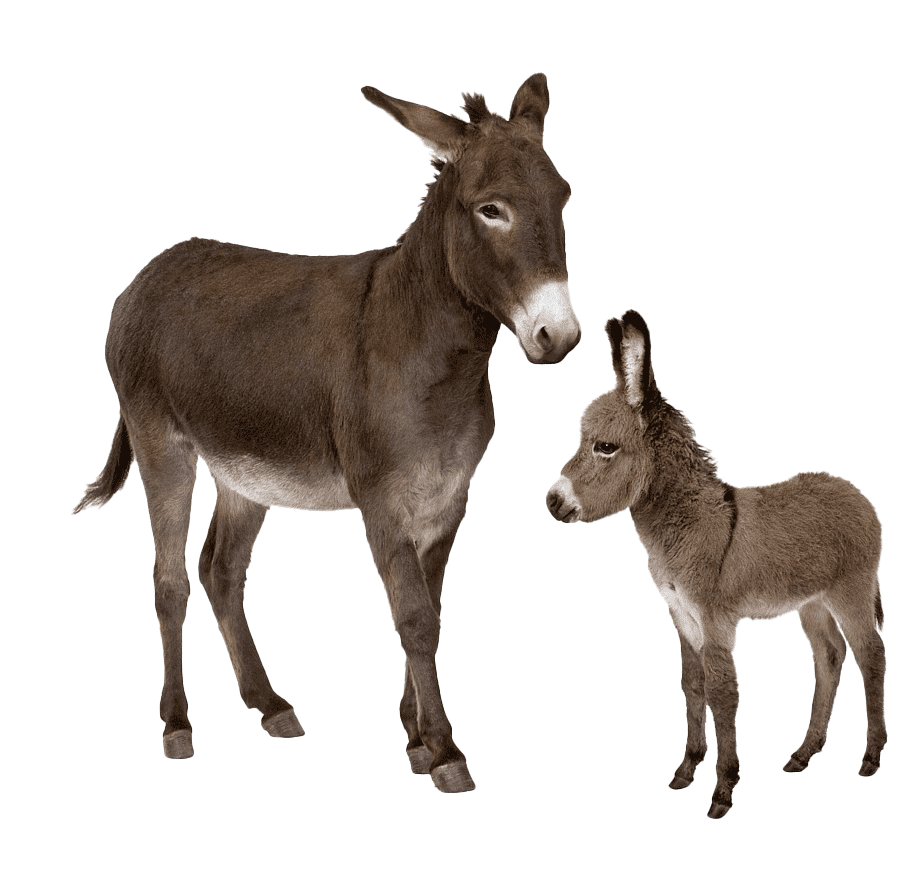 Burro transparent background PNG cliparts free download