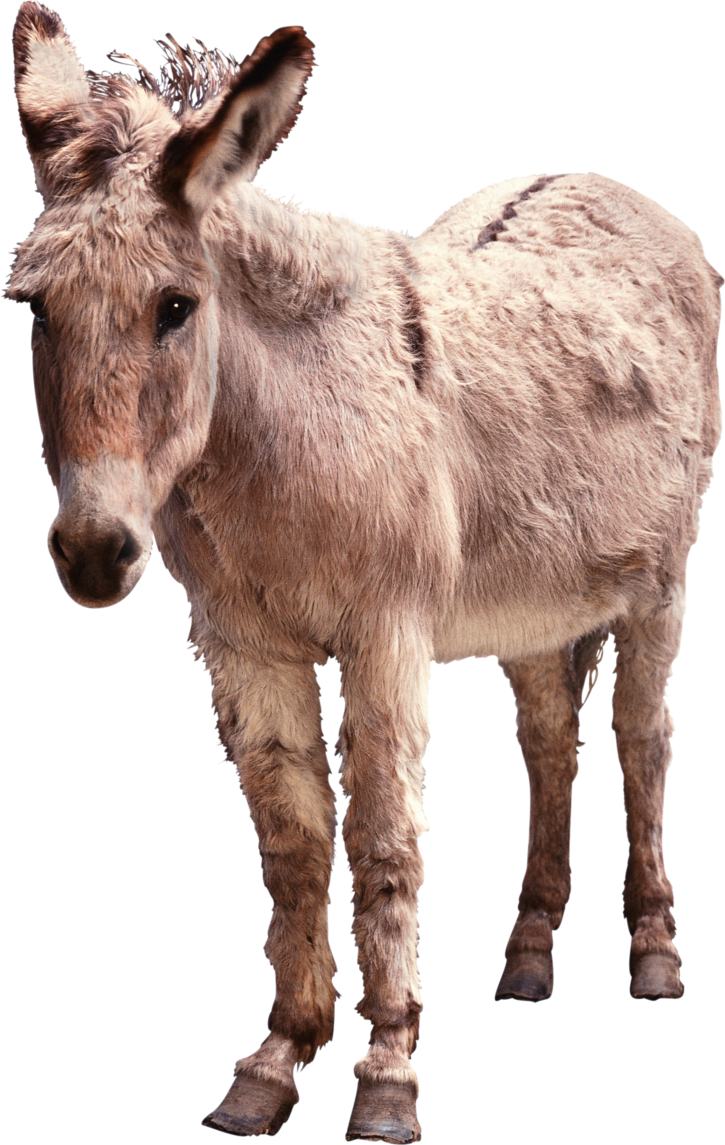 Burro transparent background PNG cliparts free download