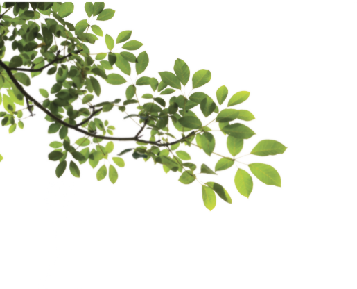 tree branch png