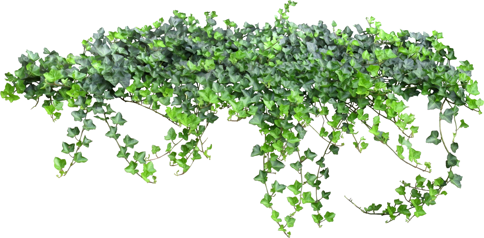 hanging ivy png