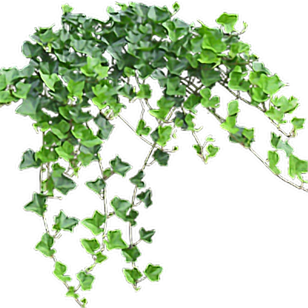 hanging ivy png