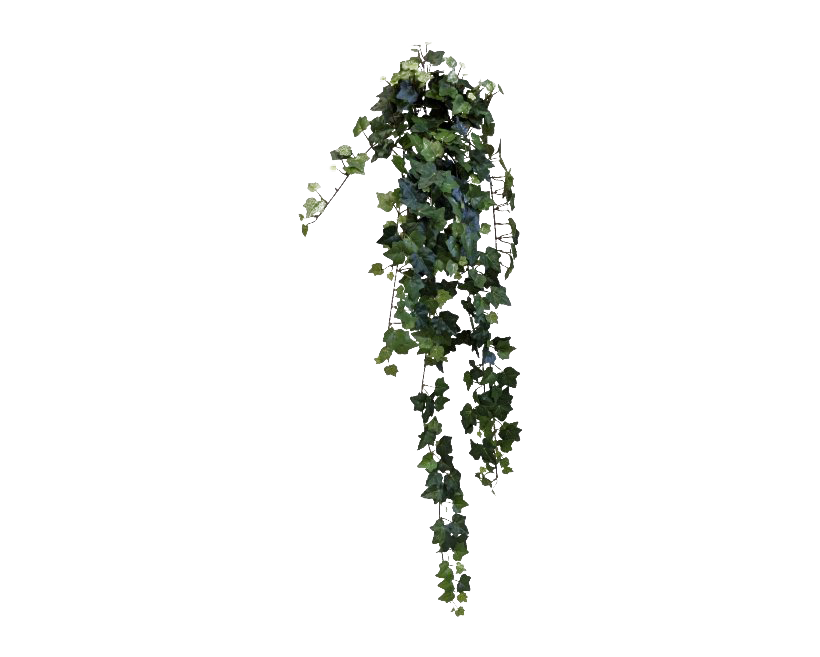 hanging ivy png