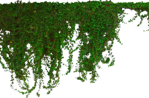 hanging ivy png