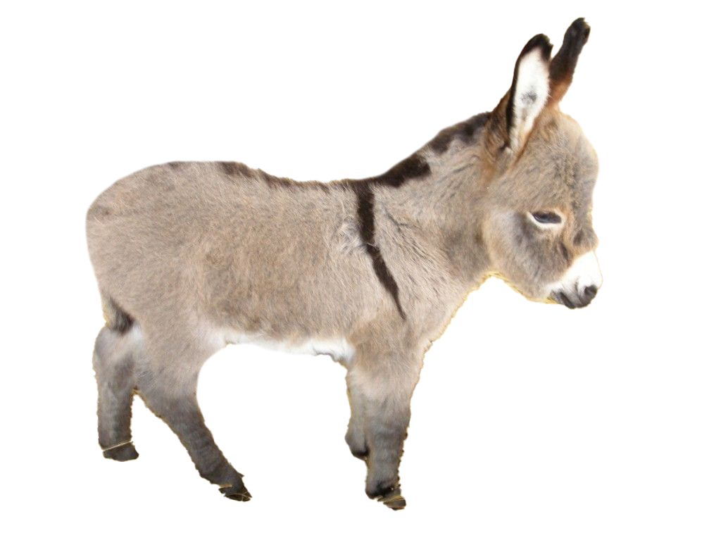 Burro transparent background PNG cliparts free download