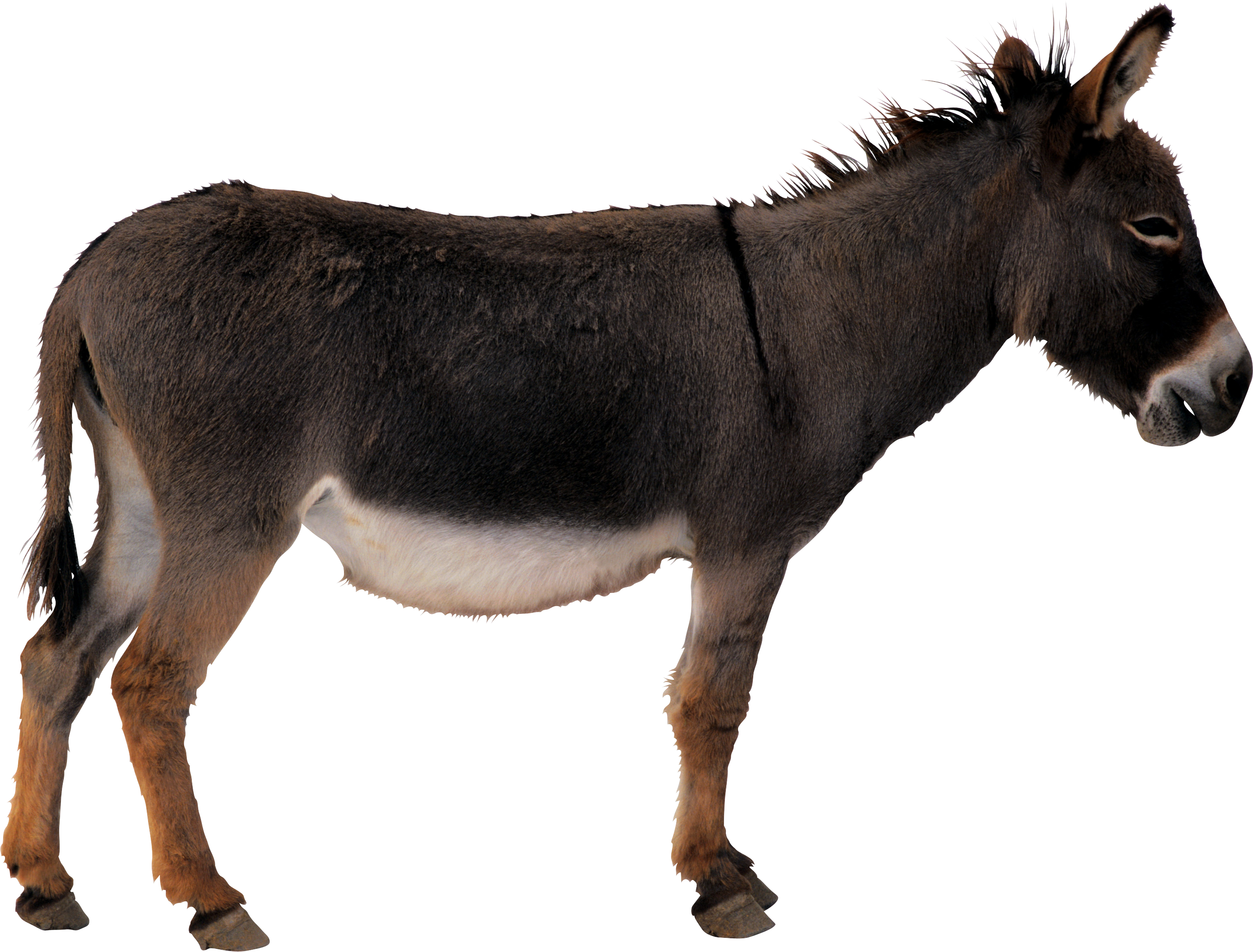 donkey mule clipart