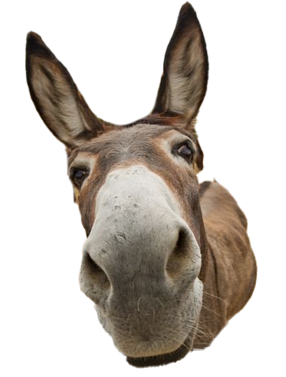 Burro transparent background PNG cliparts free download